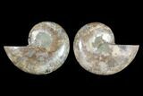 Cut & Polished Ammonite (Anapuzosia?) Pair - Madagascar #88004-1